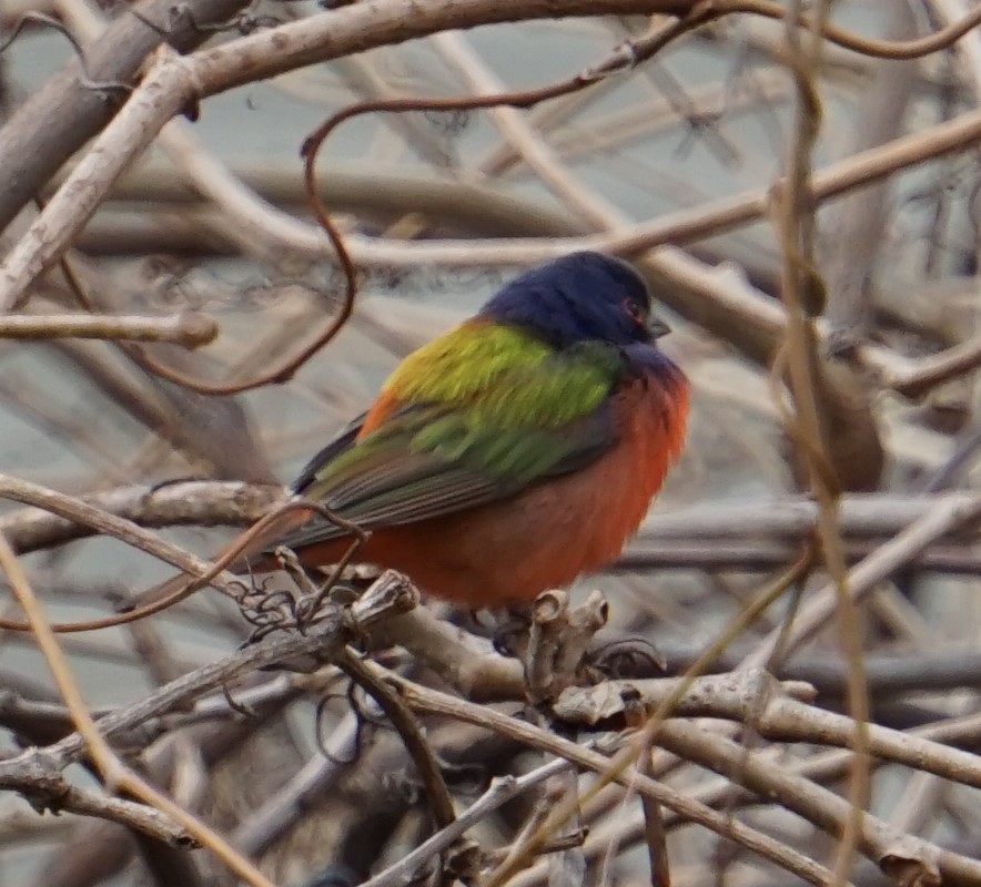 Painted Bunting - ML132239291
