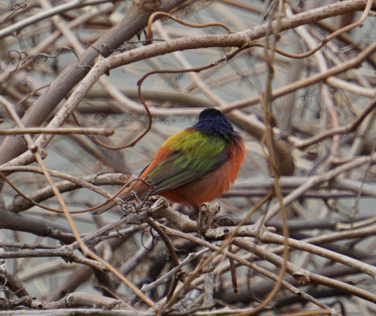 Painted Bunting - ML132239331