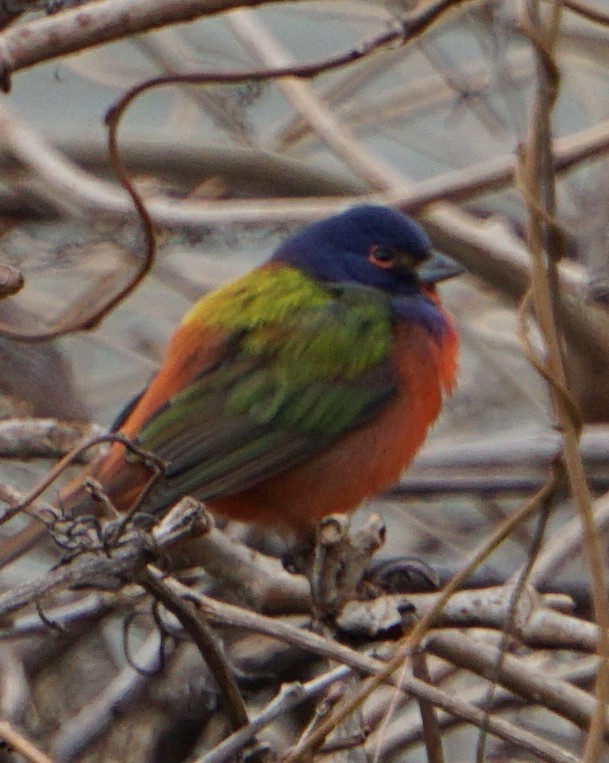 Painted Bunting - ML132239391