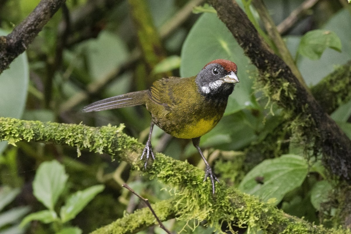 Sooty-faced Finch - ML132240721