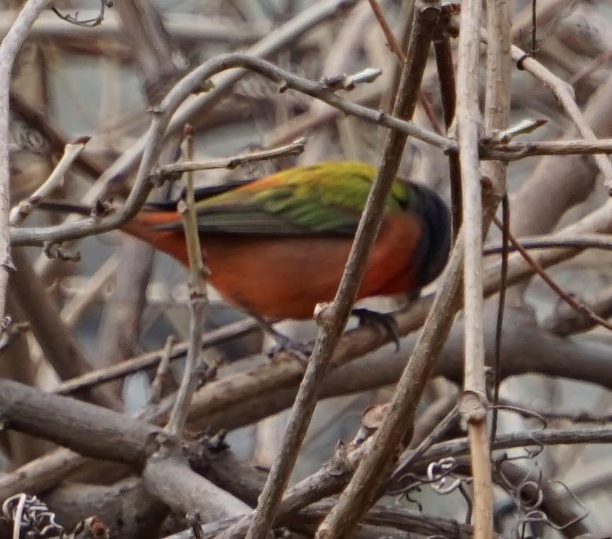 Painted Bunting - Marcia Dunham