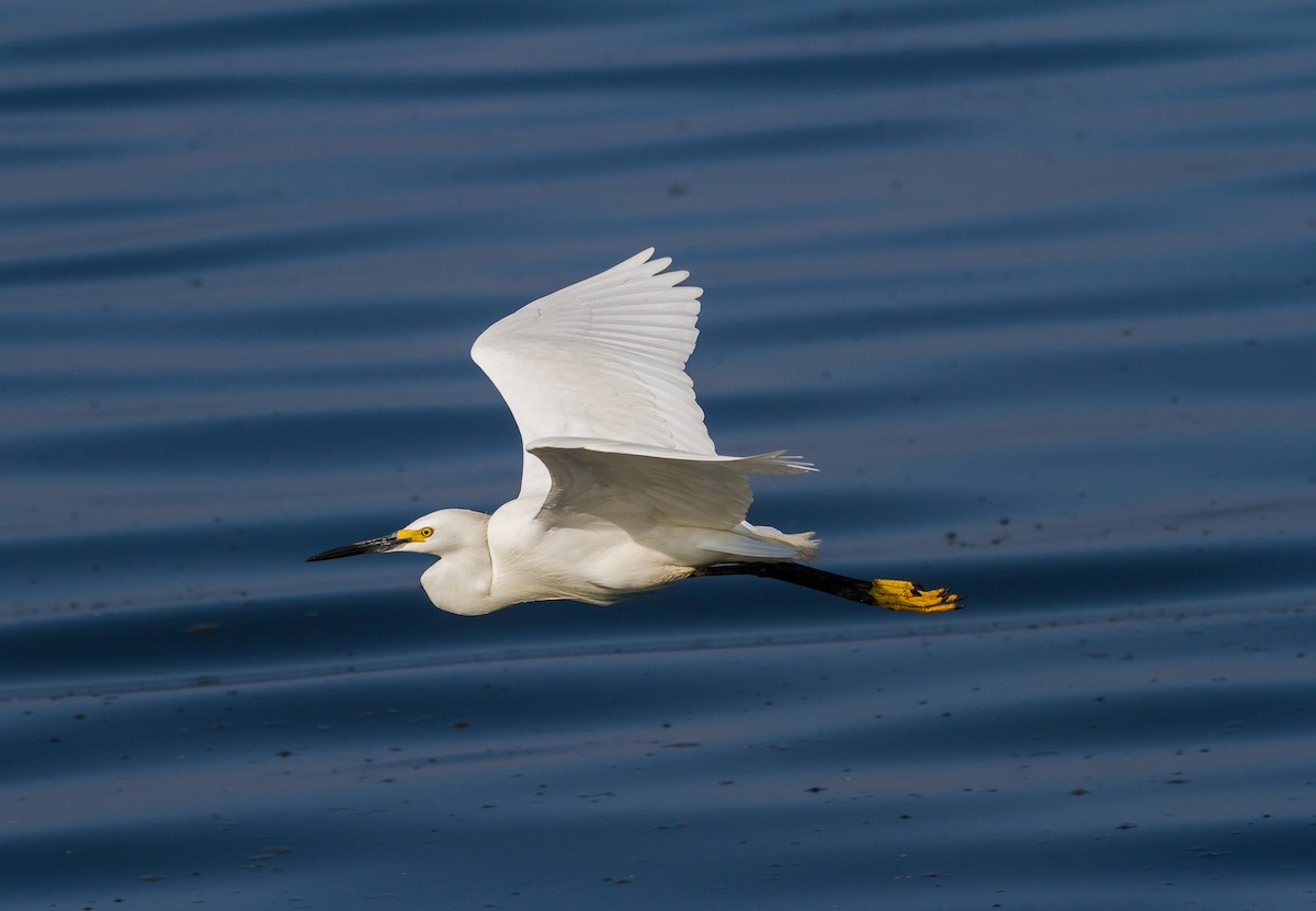 Snowy Egret - Flávia Aguiar