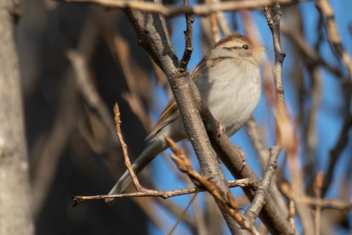 Chipping Sparrow - ML132246201