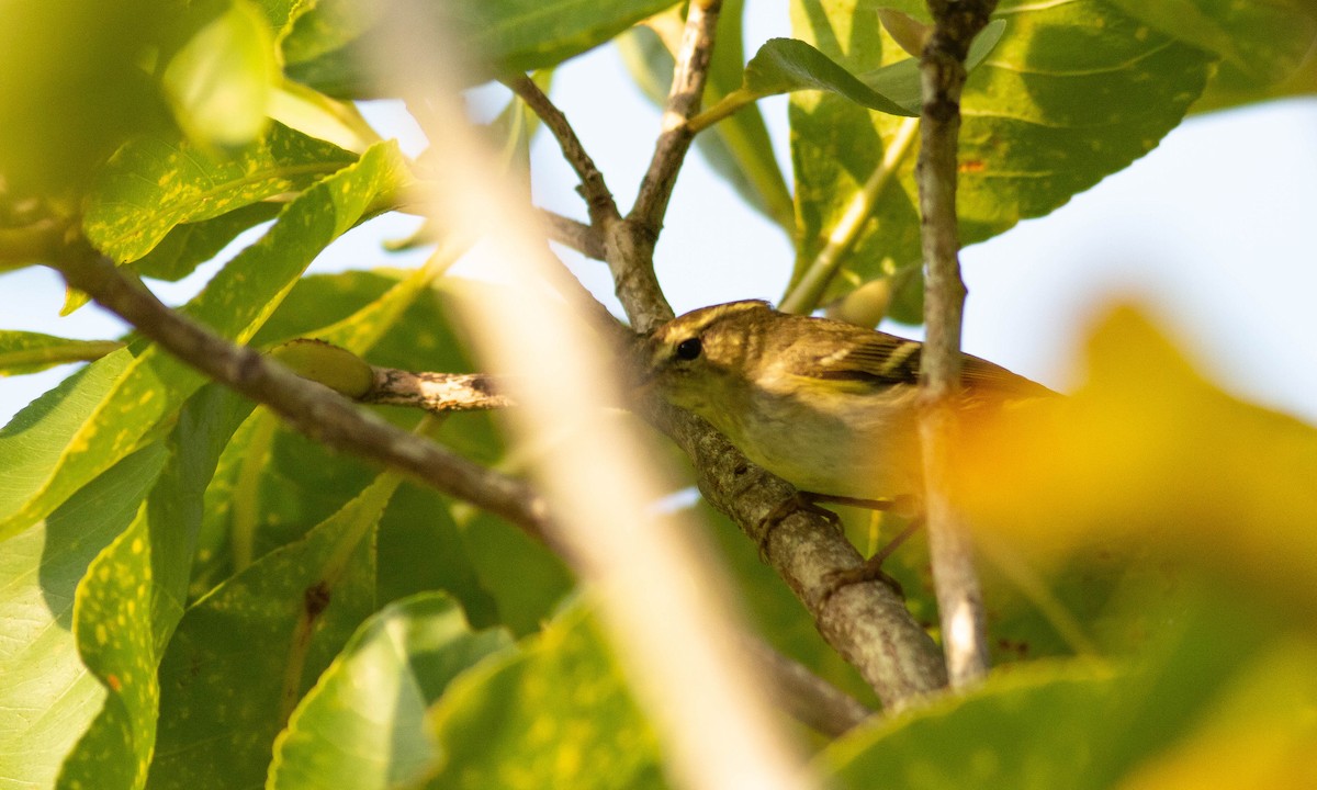 Yellow-browed Warbler - Paul Fenwick