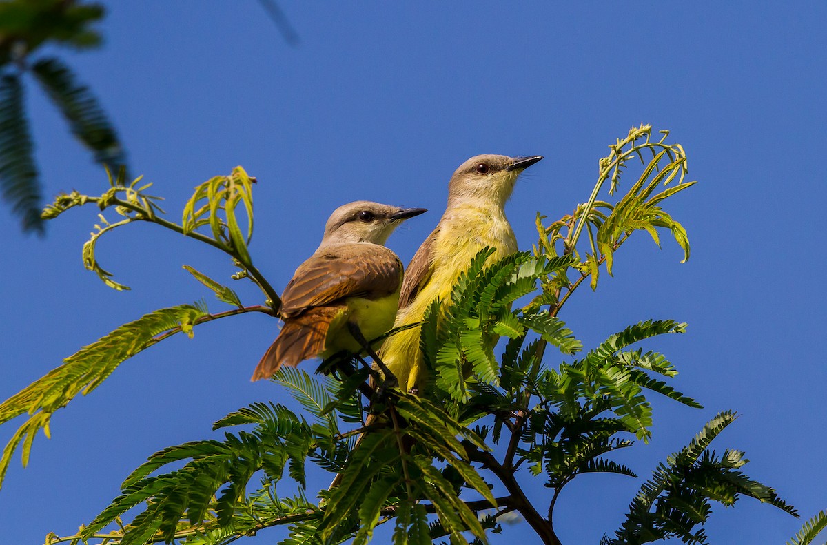 Tropical Kingbird - Flávia Aguiar