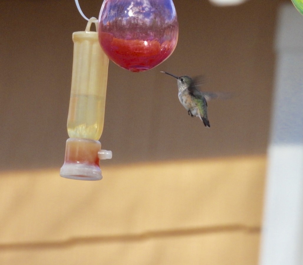 Calliope Hummingbird - ML132248031