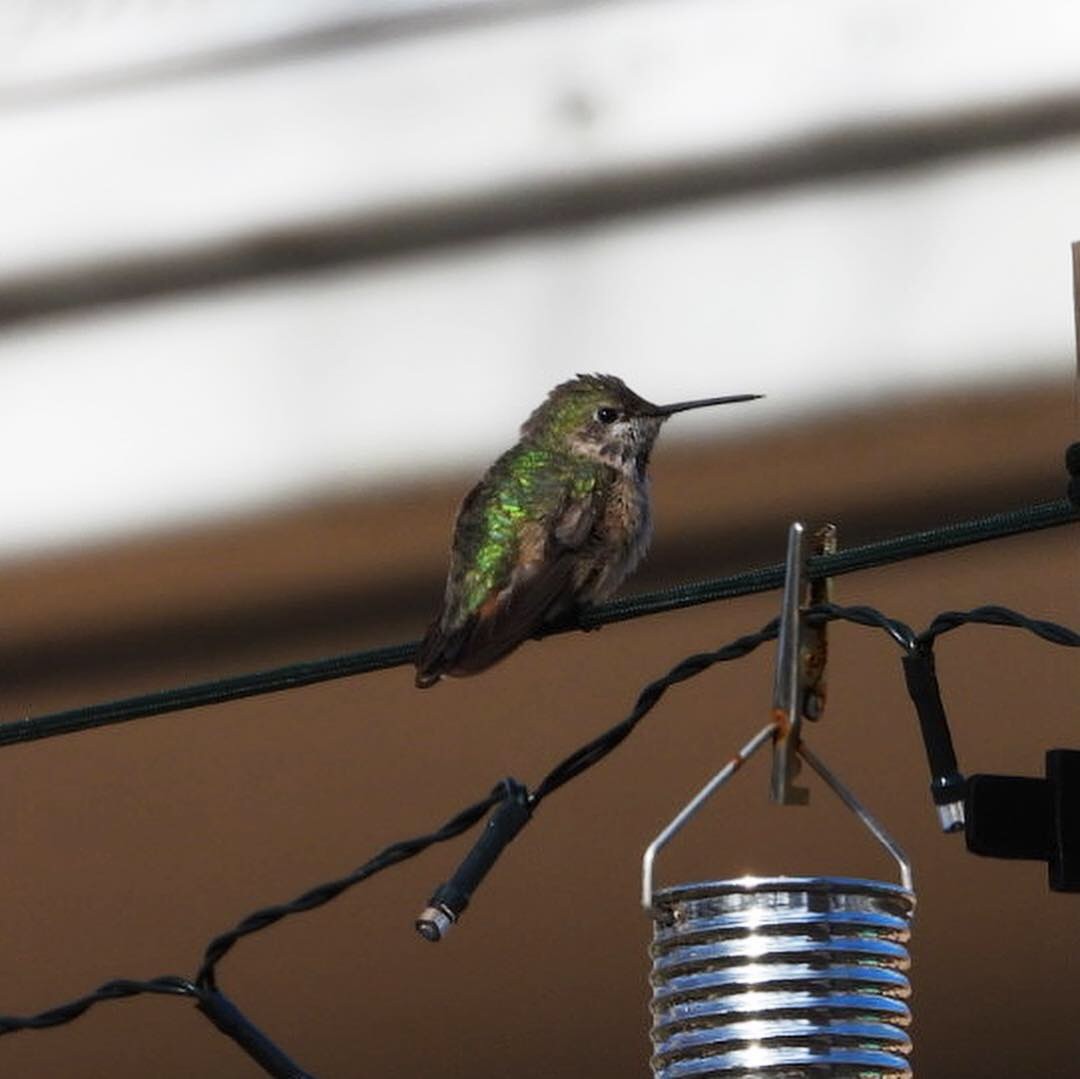 Calliope Hummingbird - ML132248041