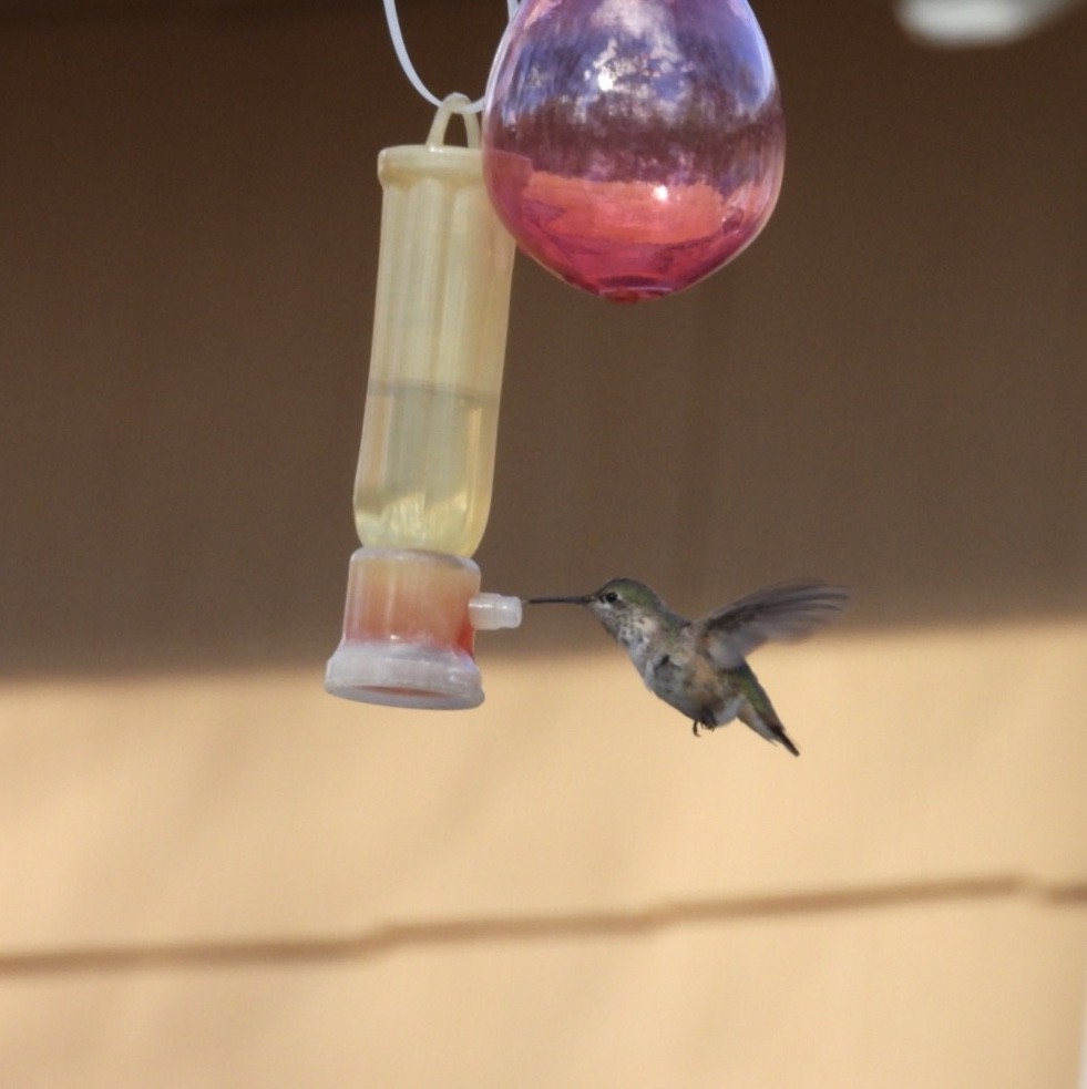 Calliope Hummingbird - ML132248051