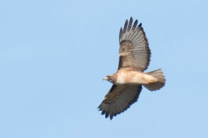 Red-tailed Hawk - ML132248261