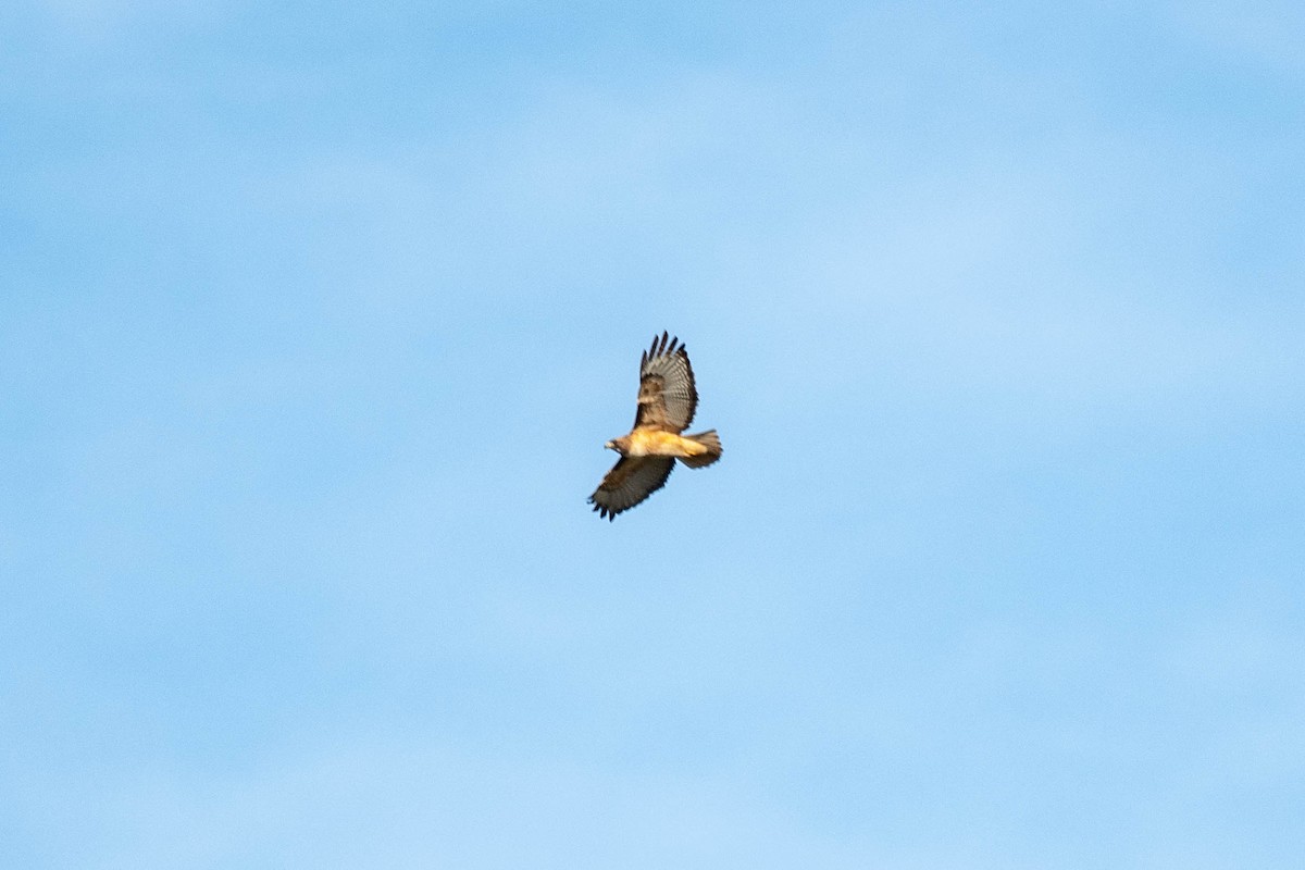 Red-tailed Hawk - ML132248291