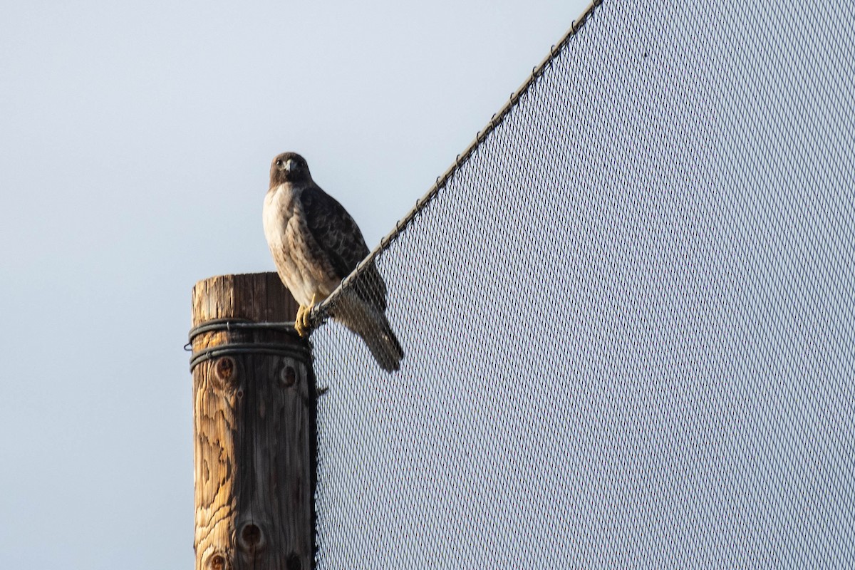 Red-tailed Hawk - ML132248311