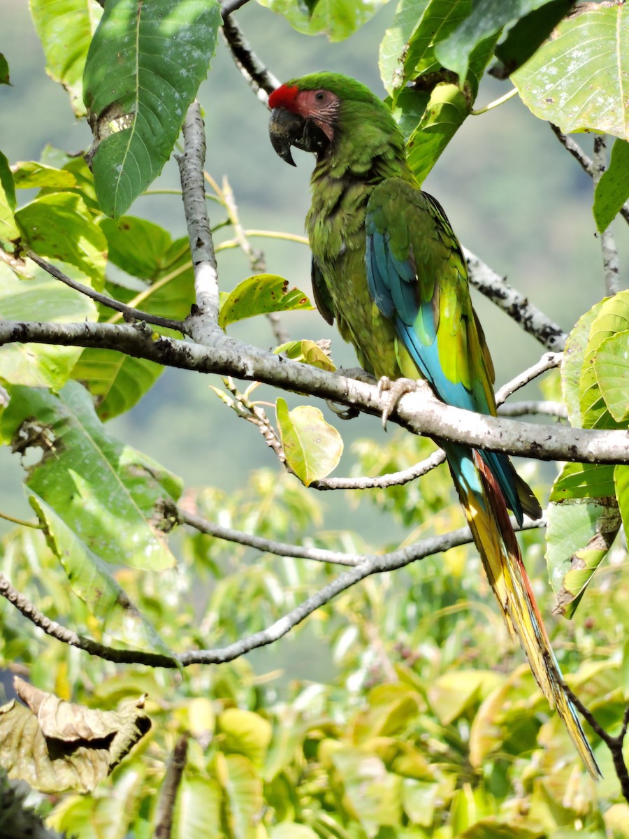 Military Macaw - pierre geoffray