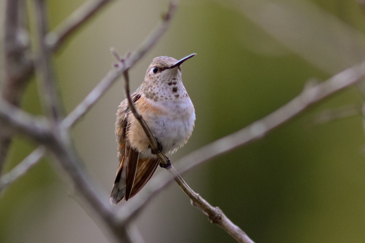 Rufous Hummingbird - ML132249691