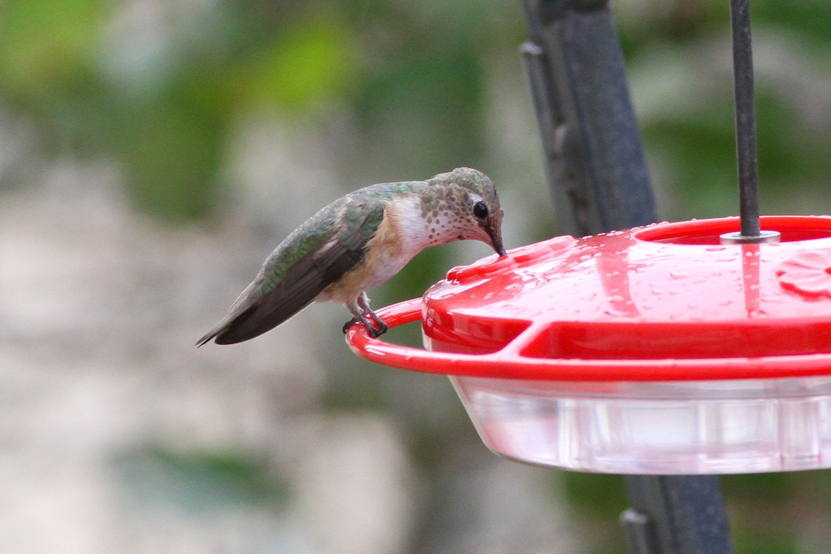 Rufous Hummingbird - ML132250151