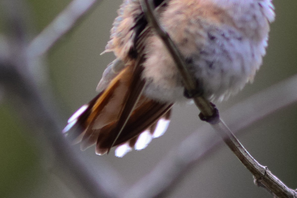 Rufous Hummingbird - ML132250281