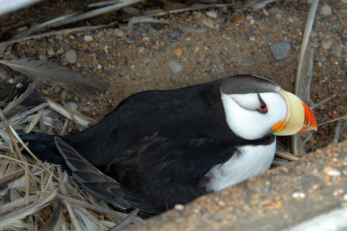 Horned Puffin - ML132251411