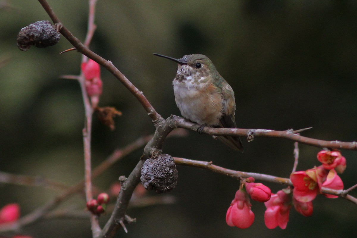 Rufous Hummingbird - ML132253151