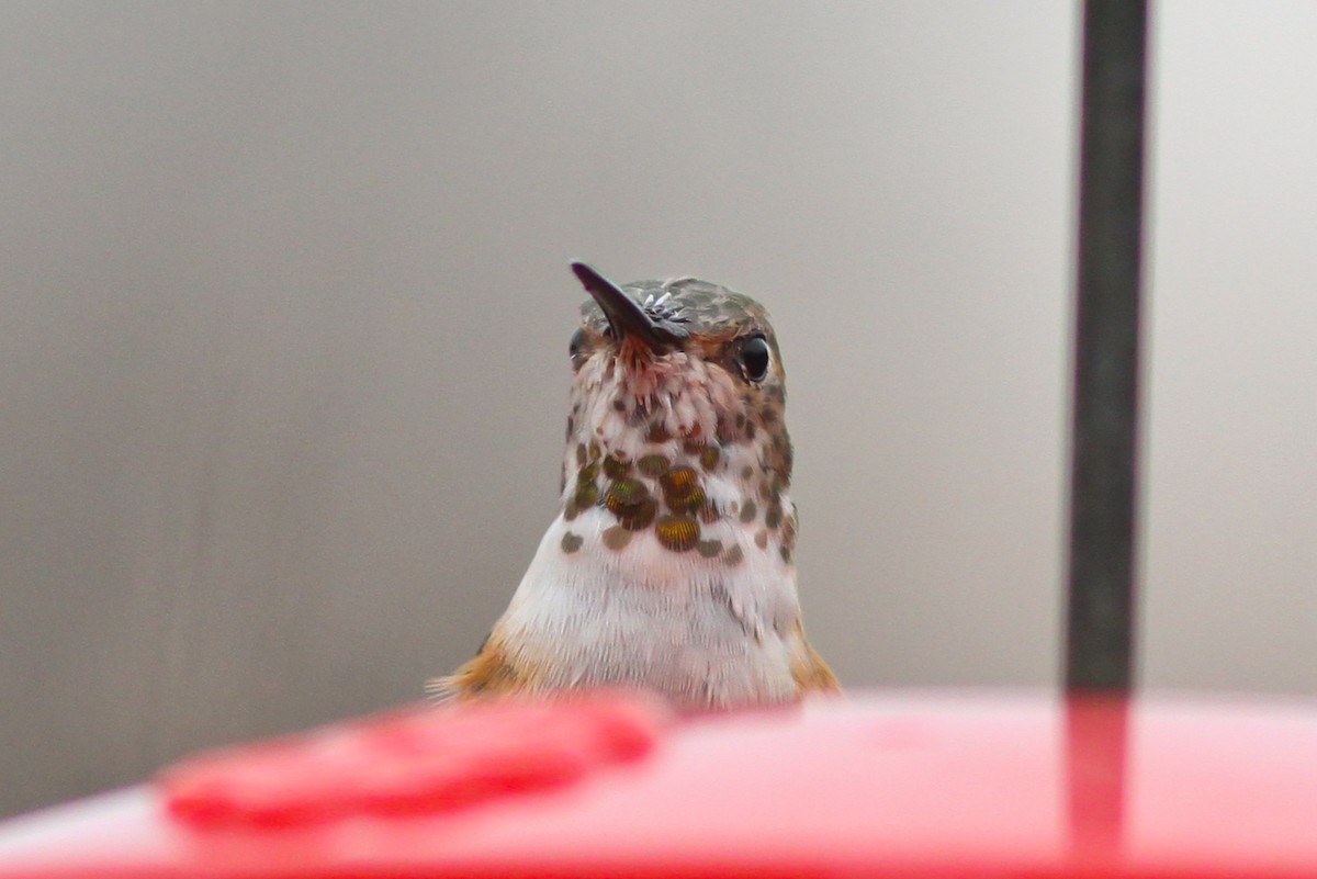 Rufous Hummingbird - ML132253211