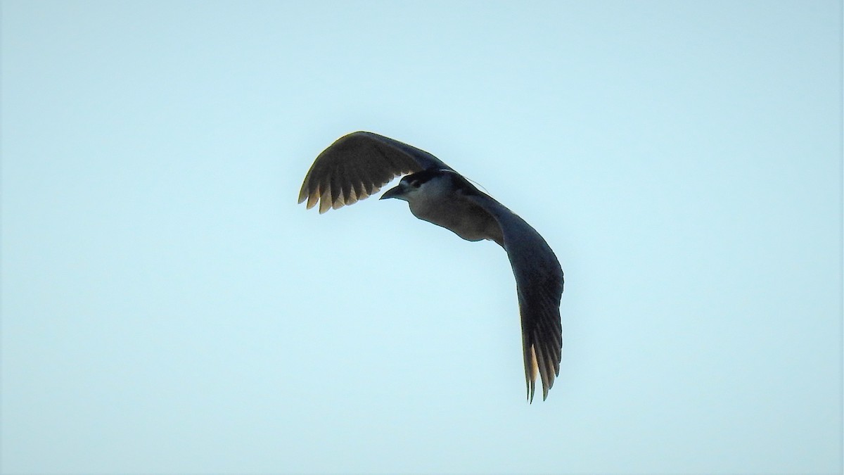 Black-crowned Night Heron - Pablo Alejandro Pla