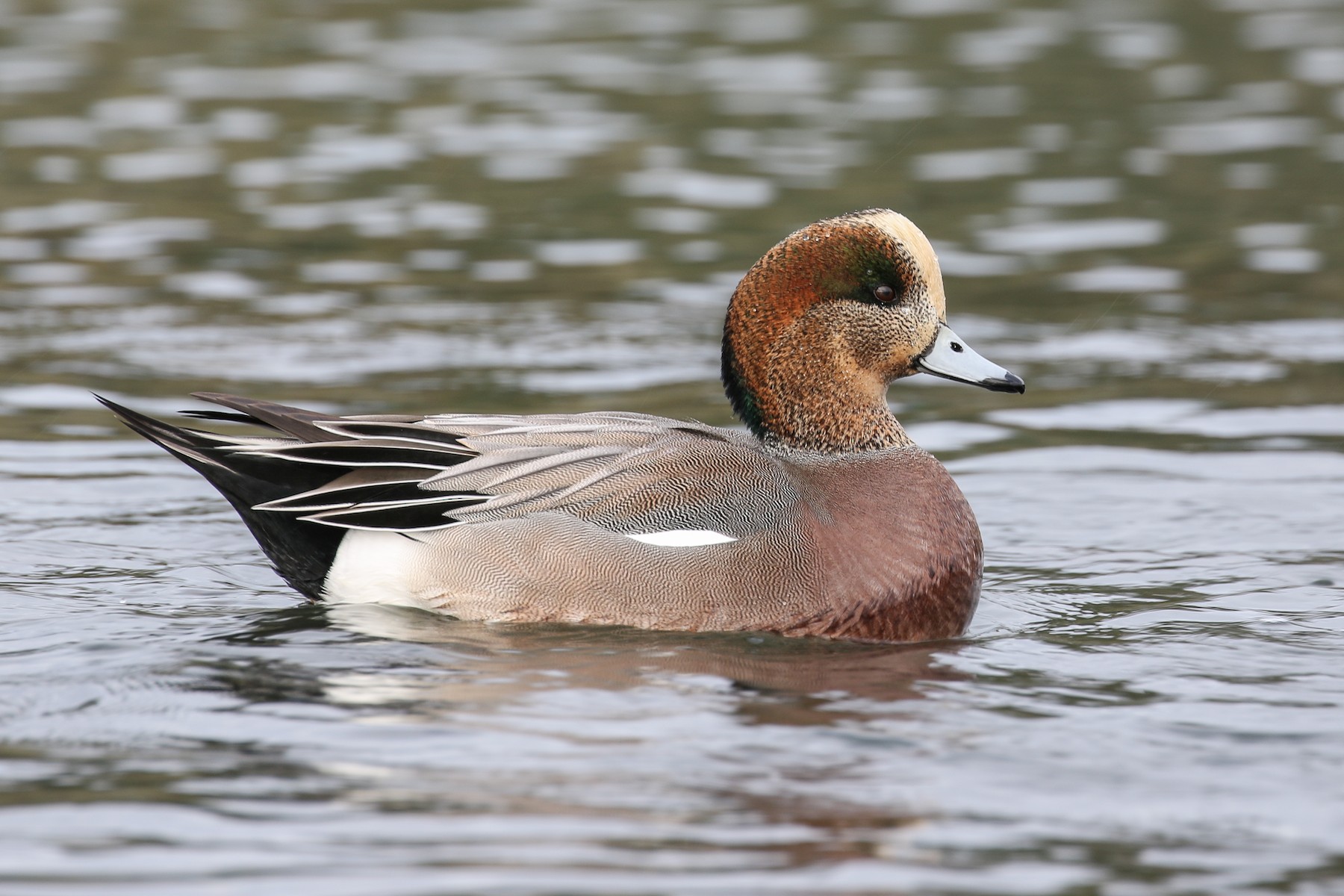 eurasian wigeon vs american wigeon