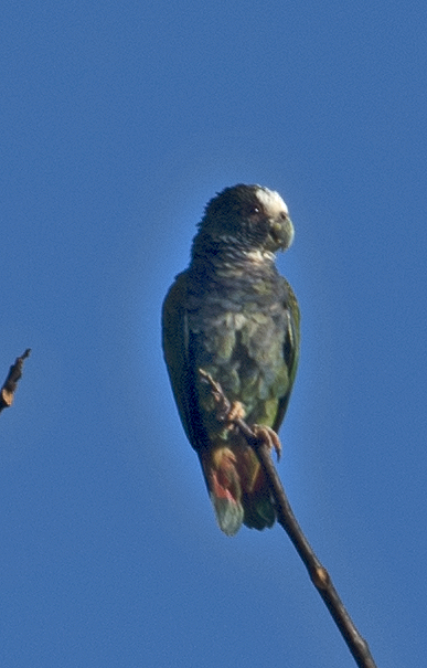White-crowned Parrot - ML132258741