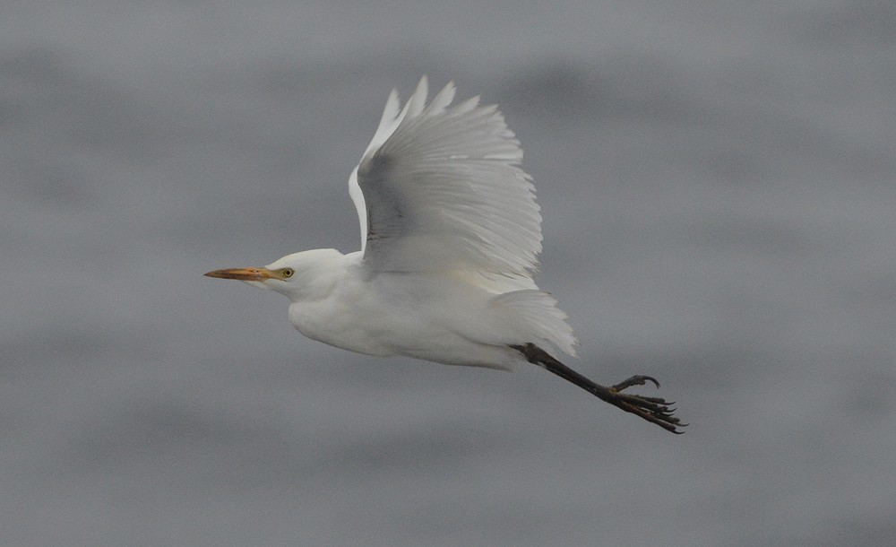 Western Cattle Egret - Frederick Atwood
