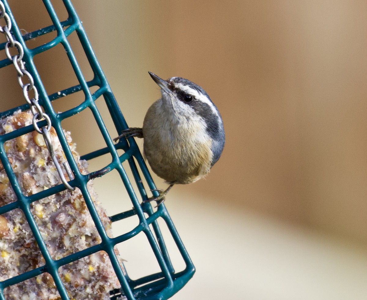 Red-breasted Nuthatch - ML132260311