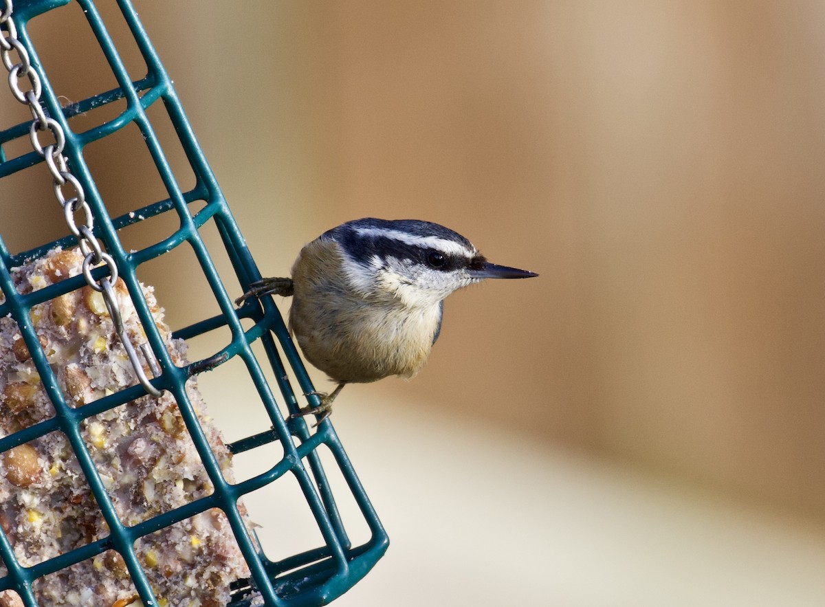 Red-breasted Nuthatch - ML132260341