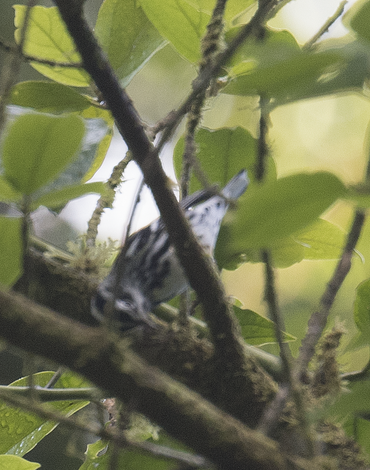 Black-and-white Warbler - ML132261701