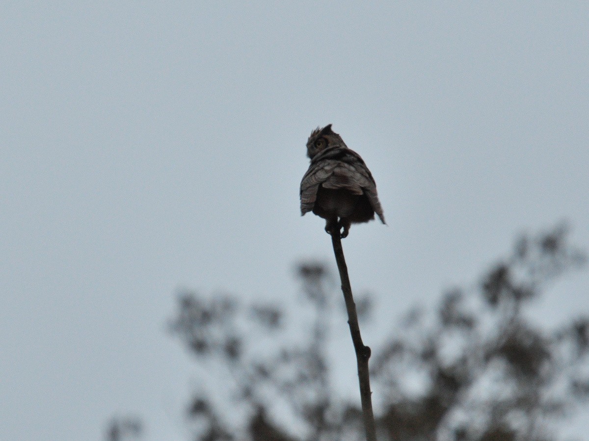 Great Horned Owl - Vern Wilkins 🦉