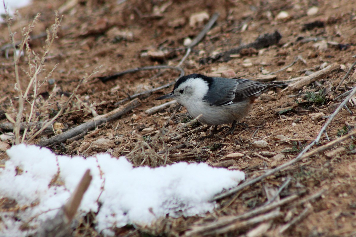White-breasted Nuthatch - ML132262071