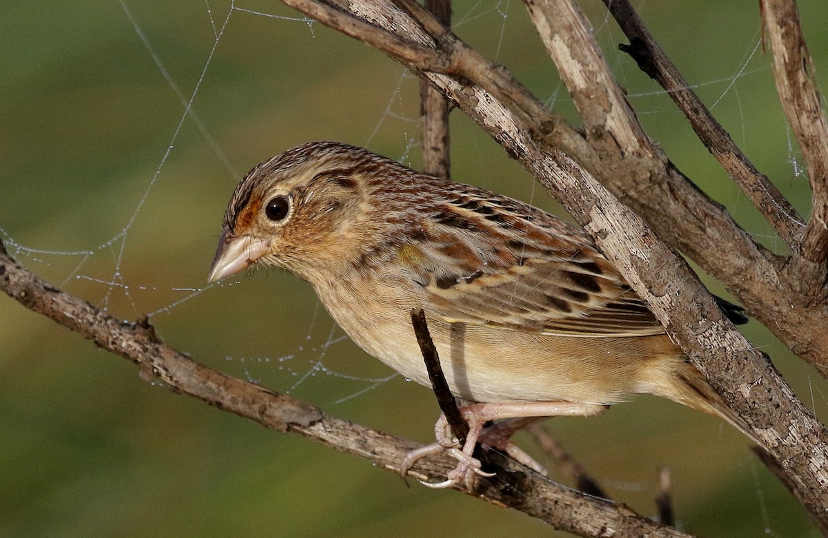 Grasshopper Sparrow - mitchell HARRIS