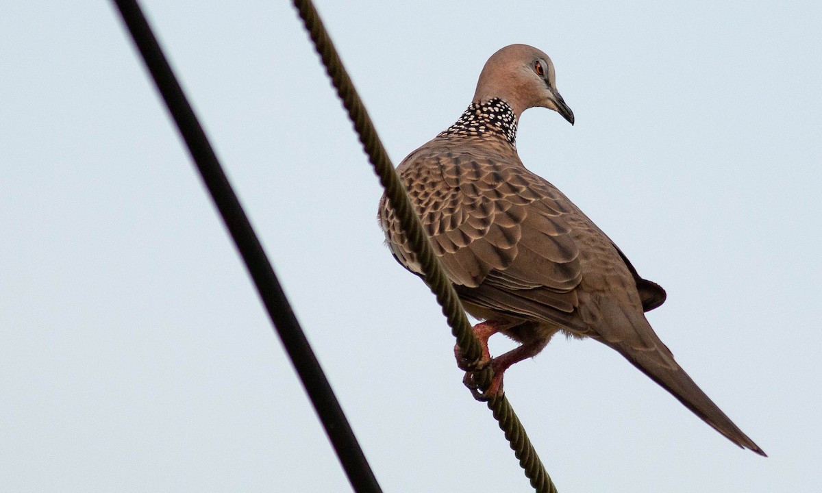 Spotted Dove (Eastern) - ML132262711