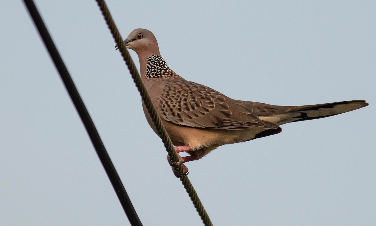 Spotted Dove (Eastern) - ML132262721