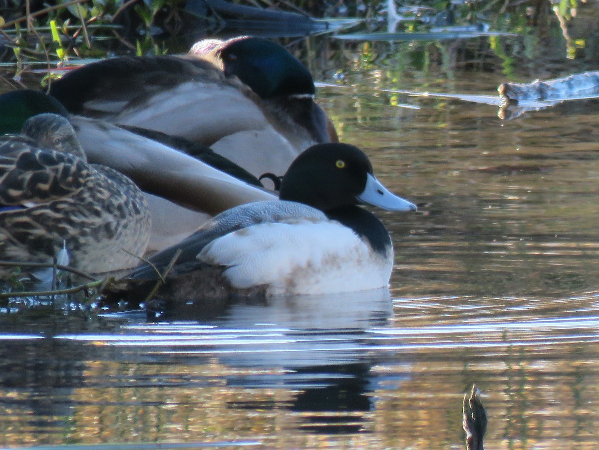 Greater Scaup - Jay Withgott