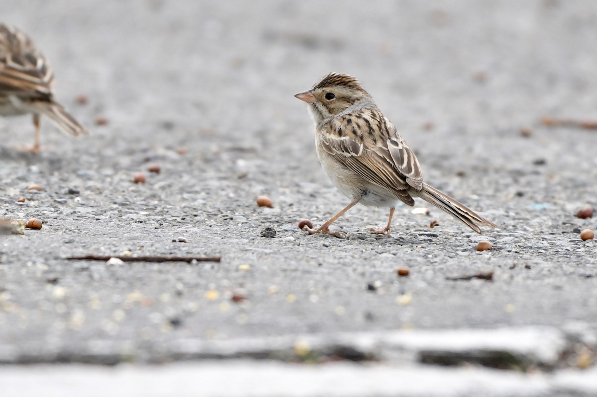 Clay-colored Sparrow - Jim Pawlicki