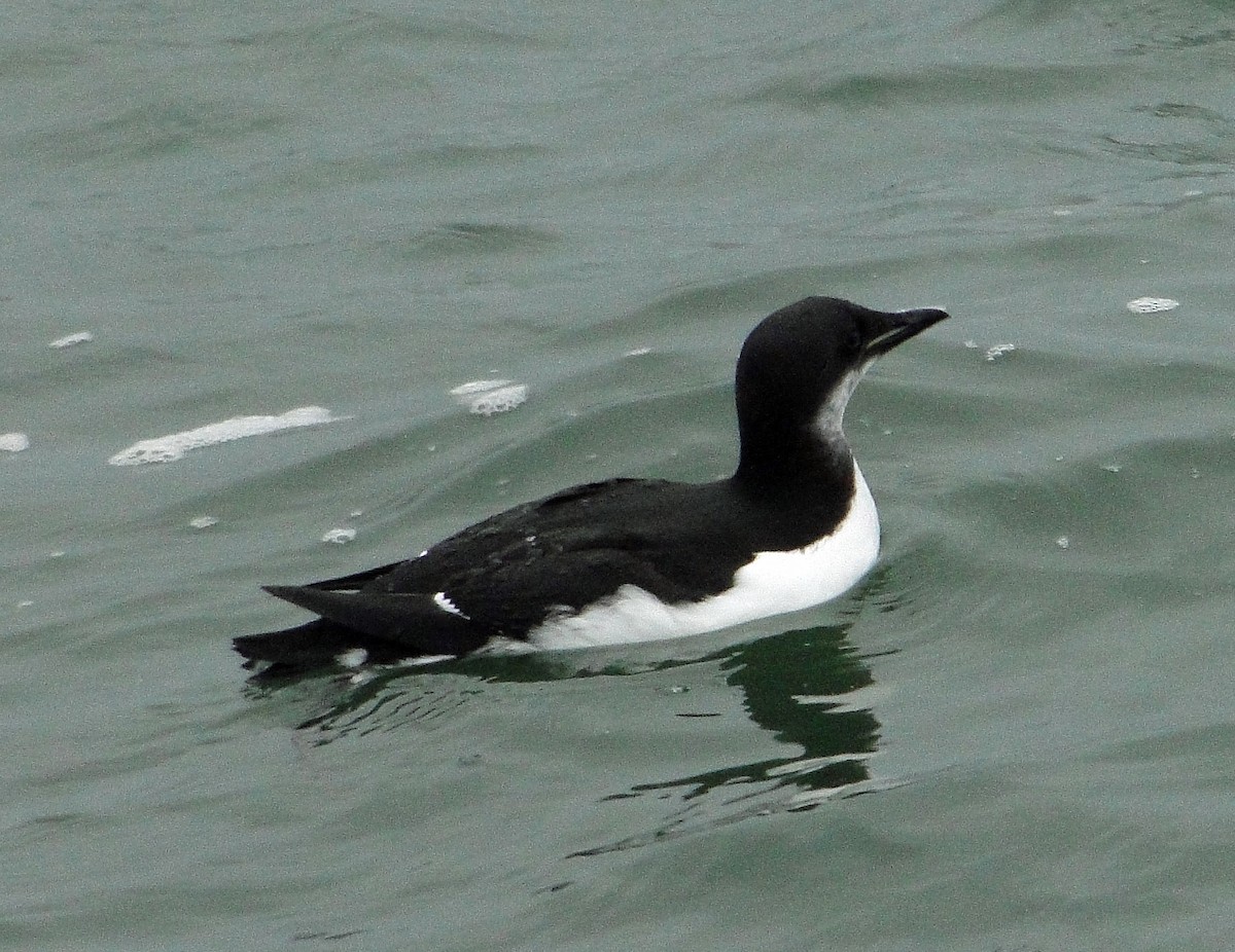 Thick-billed Murre - ML132265241