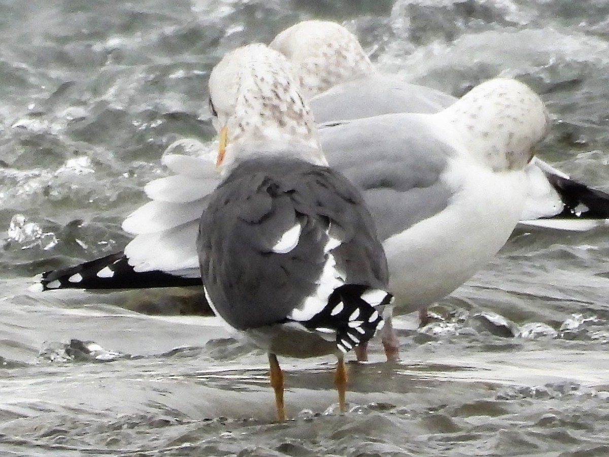 Lesser Black-backed Gull - Gil Aburto-Avila