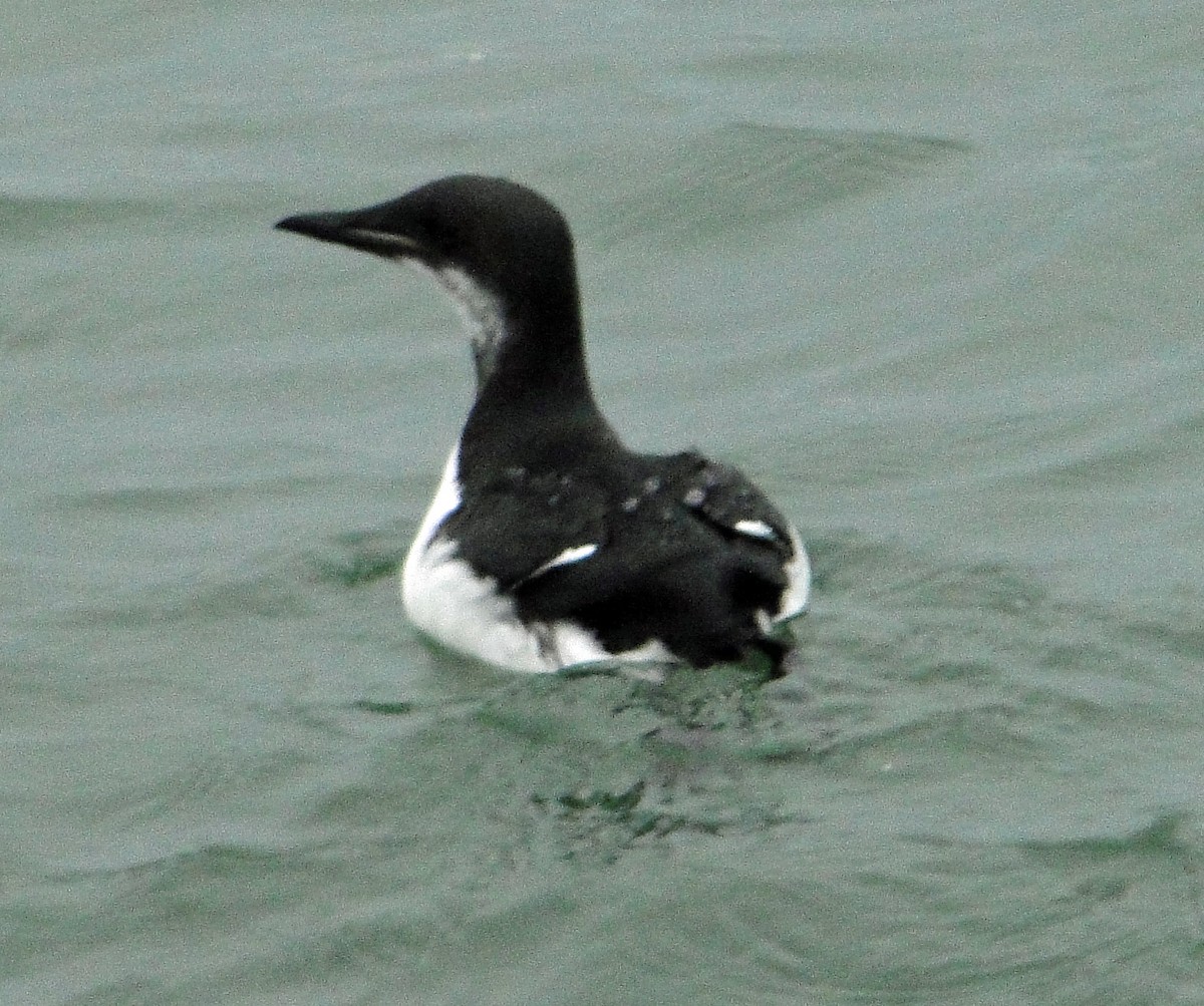 Thick-billed Murre - ML132267071