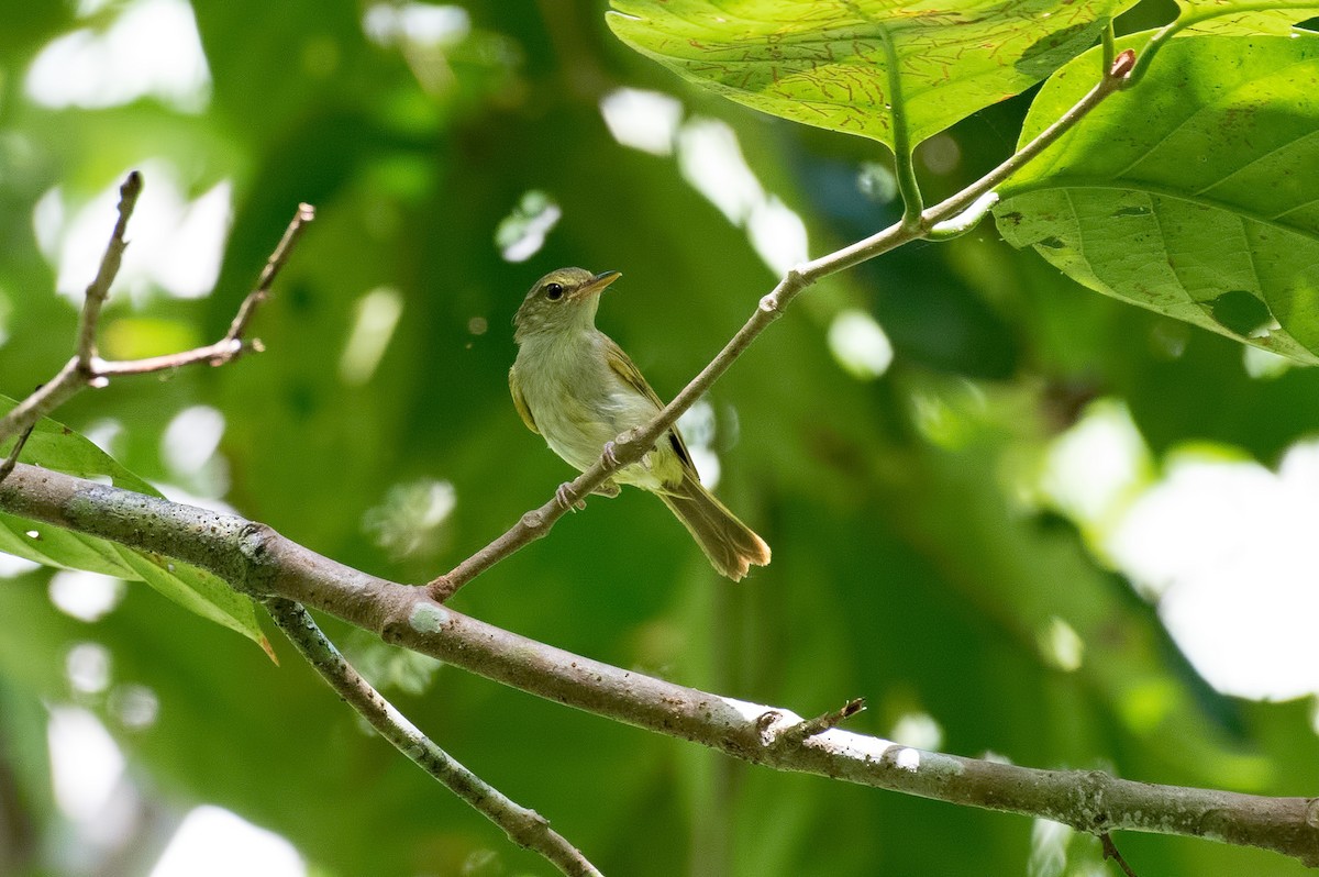 Philippine Leaf Warbler - ML132267321