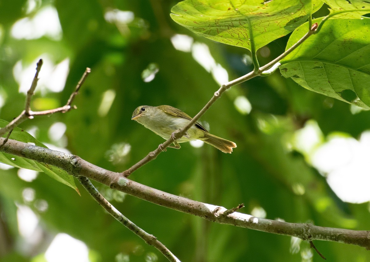 Philippine Leaf Warbler - ML132267361