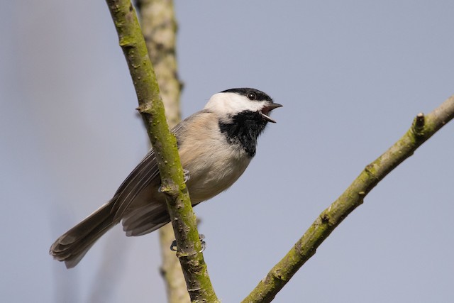 Carolina Chickadee