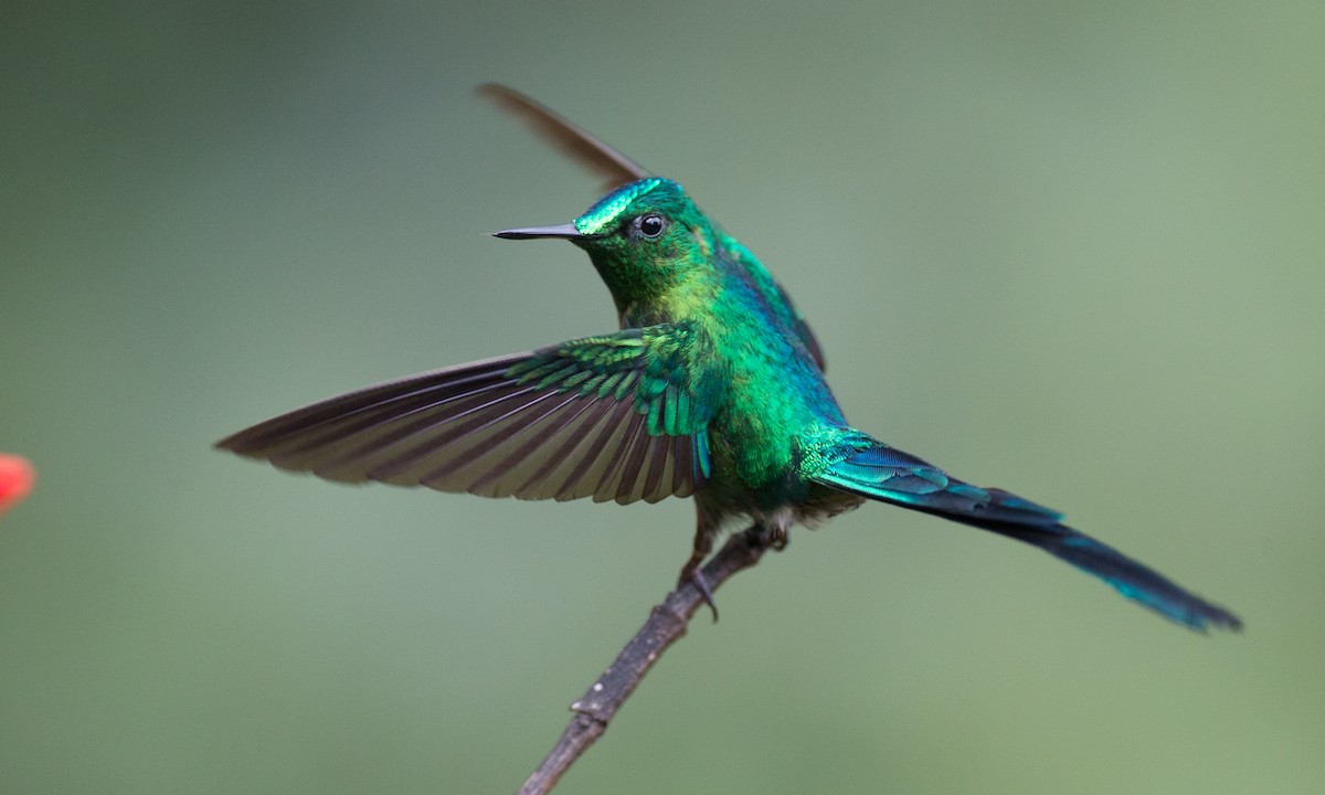 Long-tailed Sylph - ML132270681