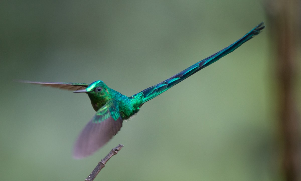 Long-tailed Sylph - ML132270751
