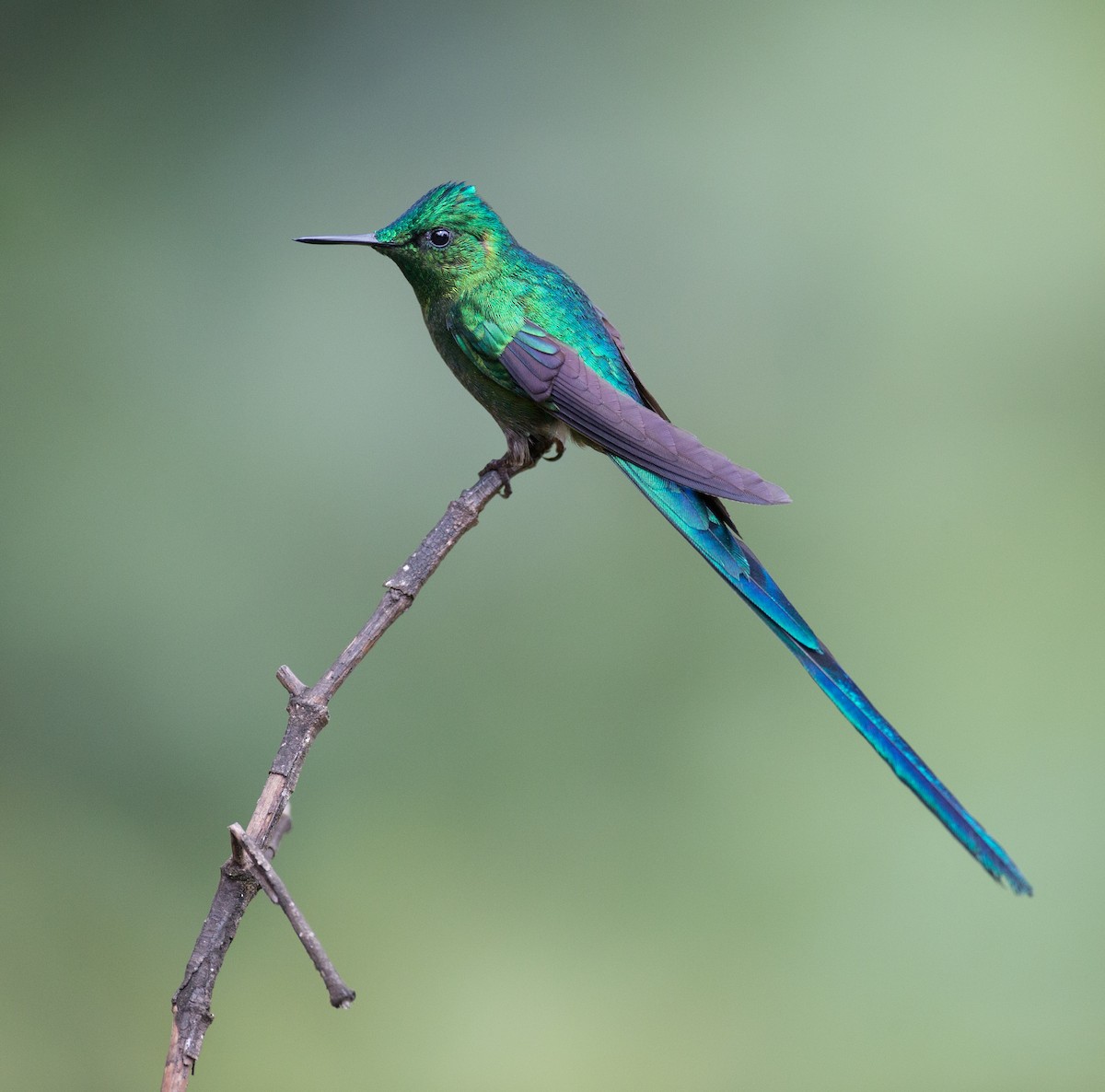Long-tailed Sylph - ML132270761