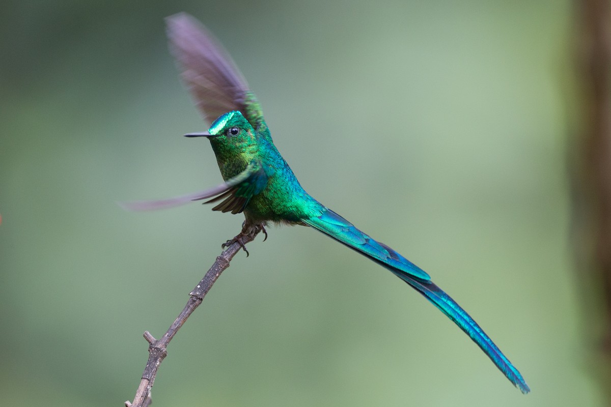Long-tailed Sylph - ML132270771