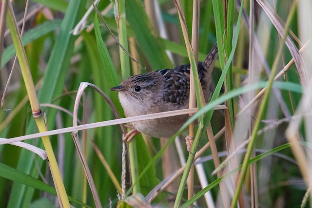 Sedge Wren