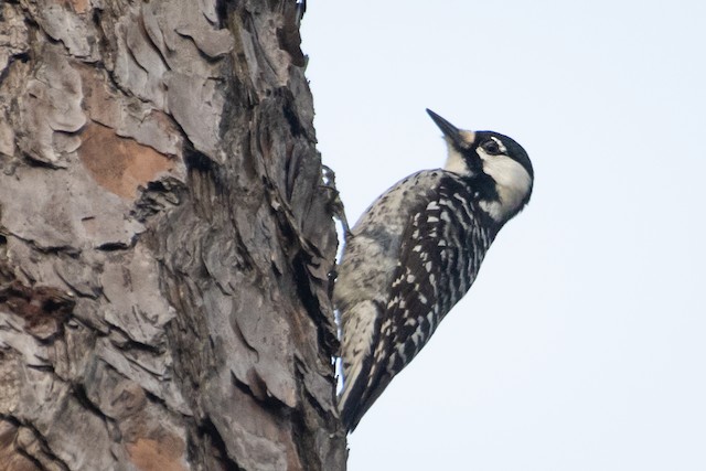 Red-cockaded Woodpecker