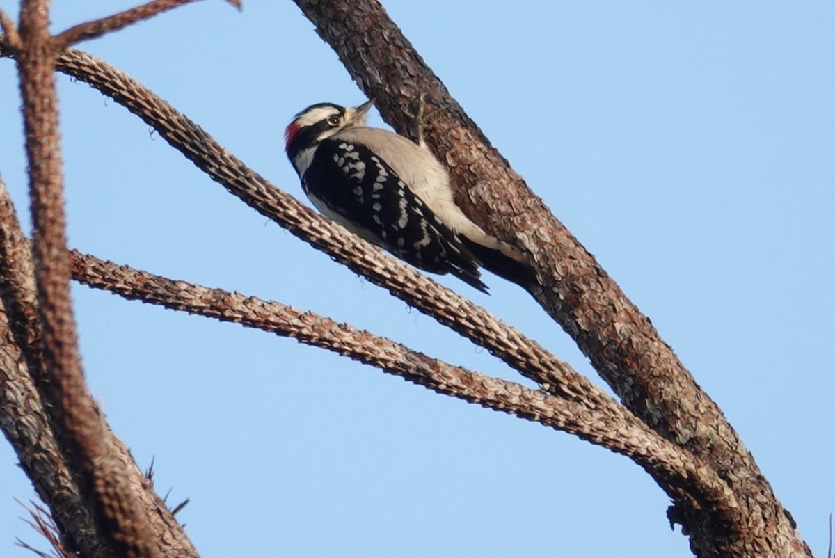 Downy Woodpecker - deborah grimes