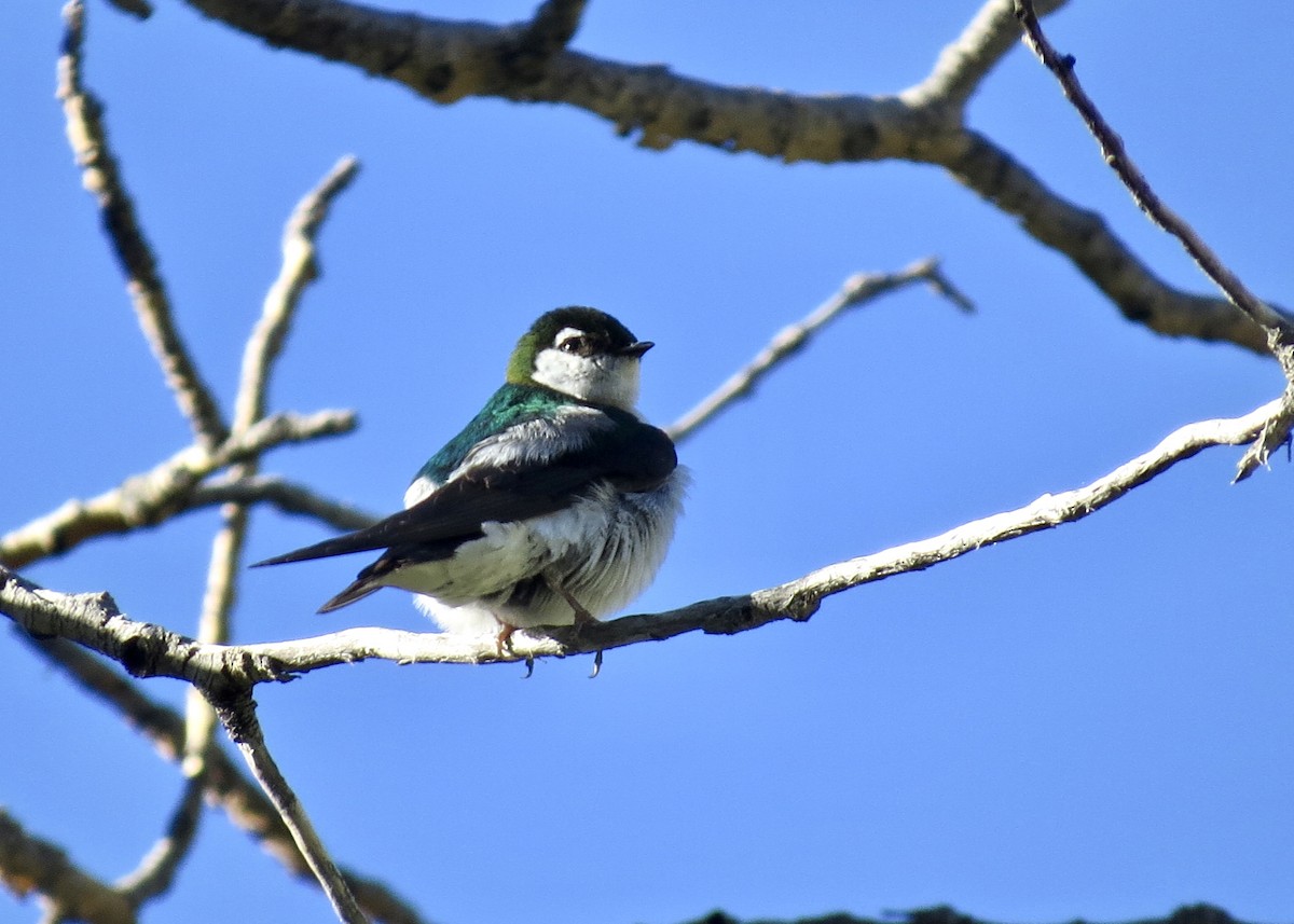 Violet-green Swallow - Dave Bengston